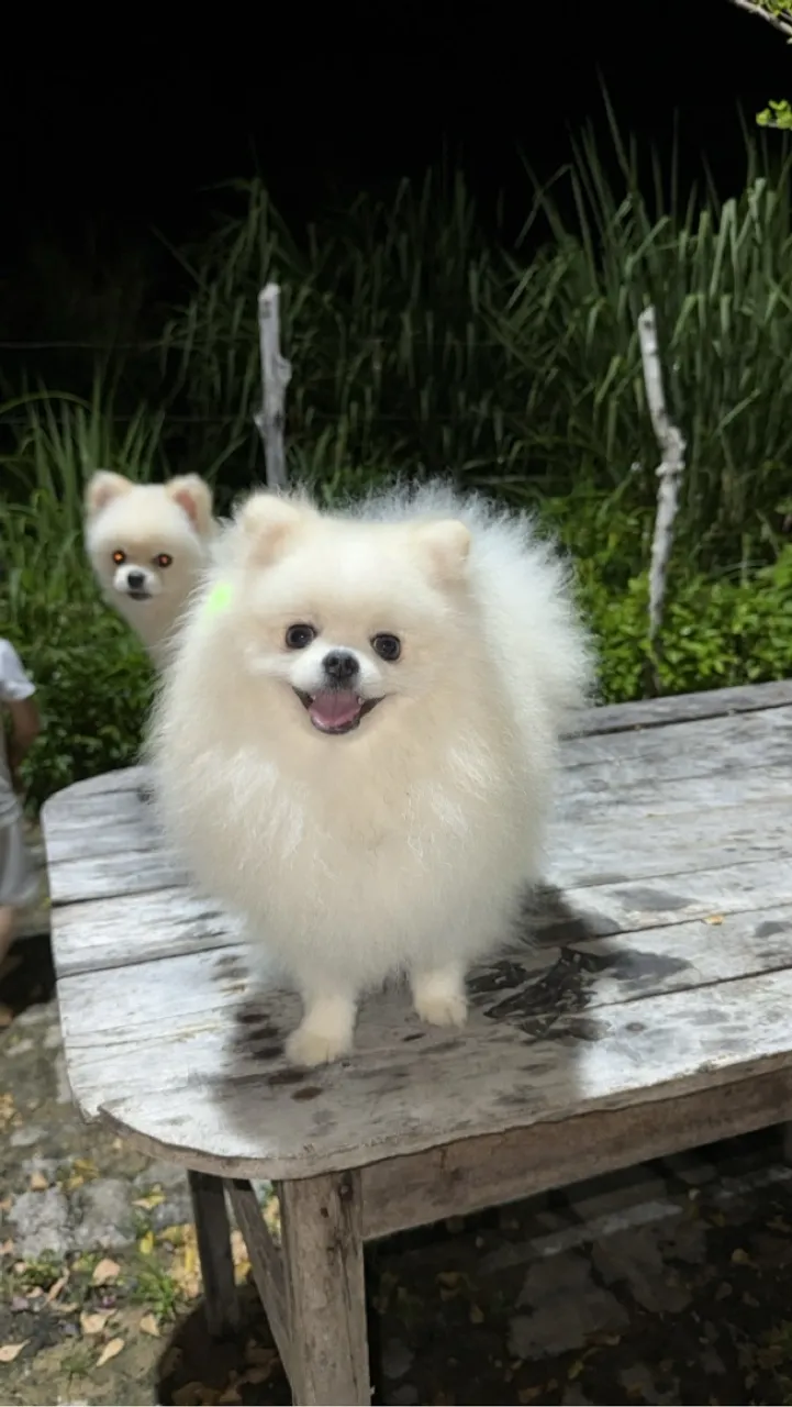 lulu da pomerania