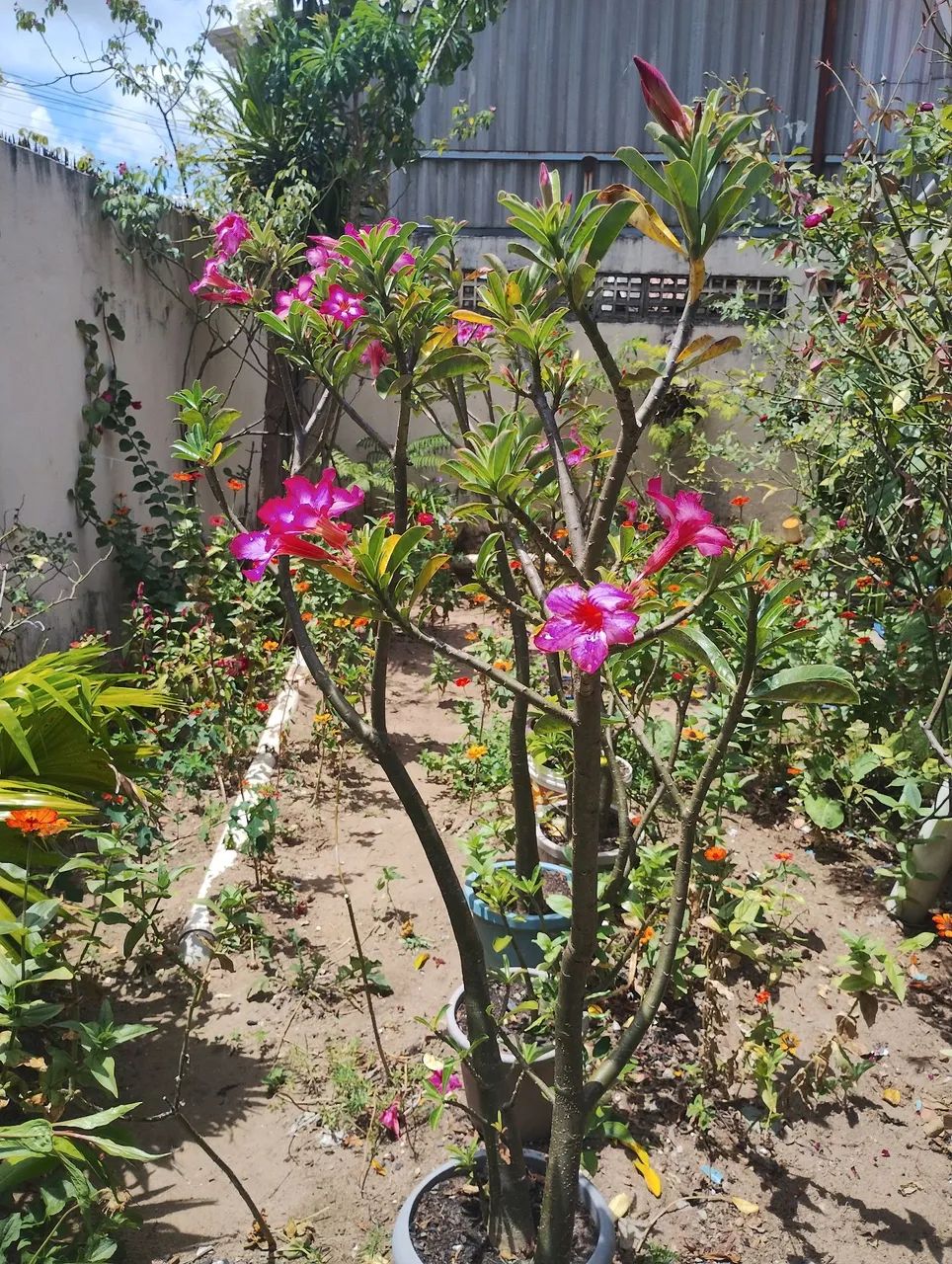 Flor do deserto (apartir de 40,00).