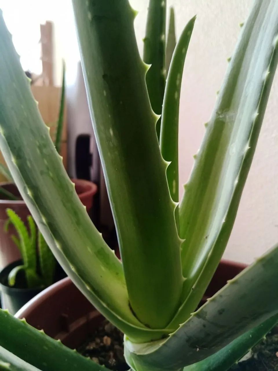 Aloe Vera - Muda de Planta - Foto 3