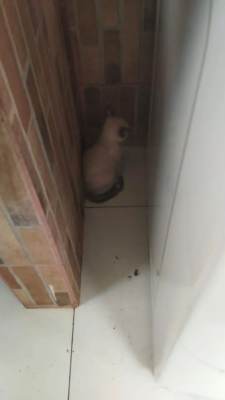 Gatinha para adoção  - Foto 4