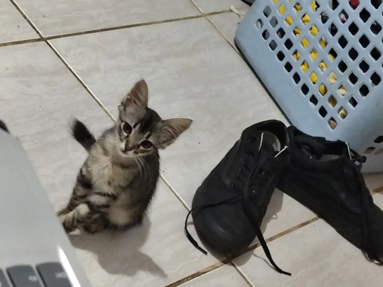 Doação gata filhote 