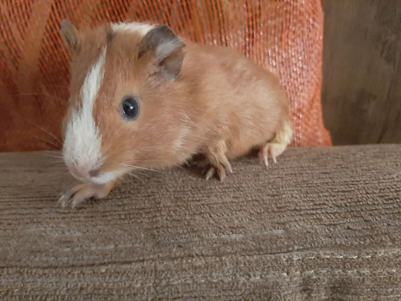 Porquinho da india  - Foto 2