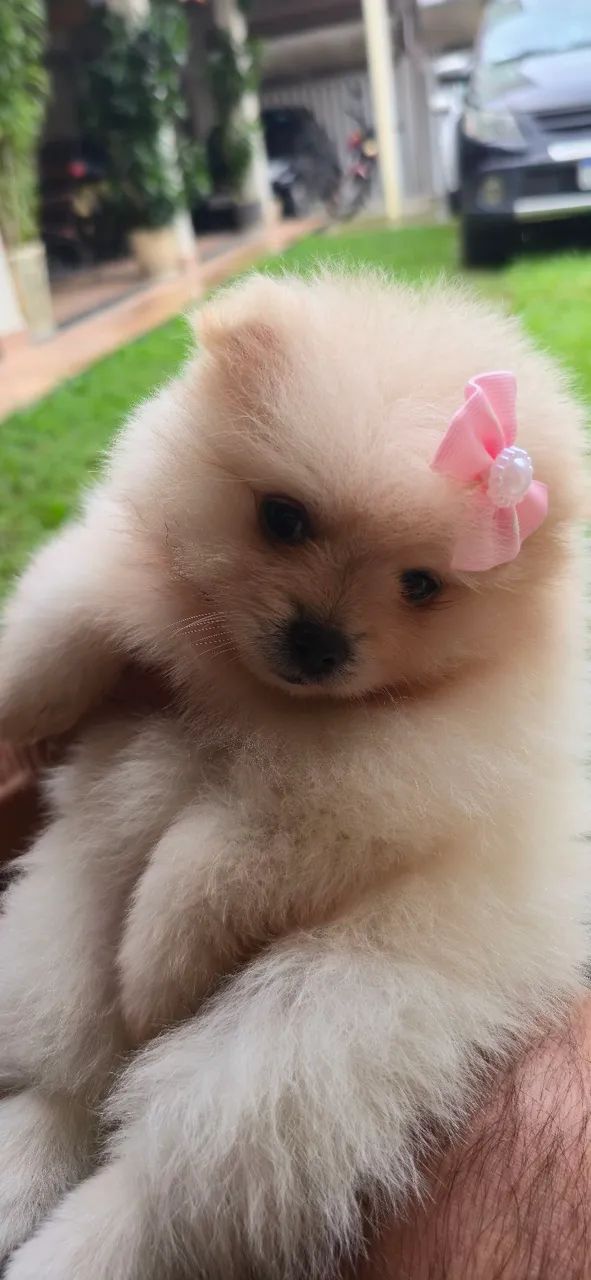 Vendo Filhote de Spitz Alemão
