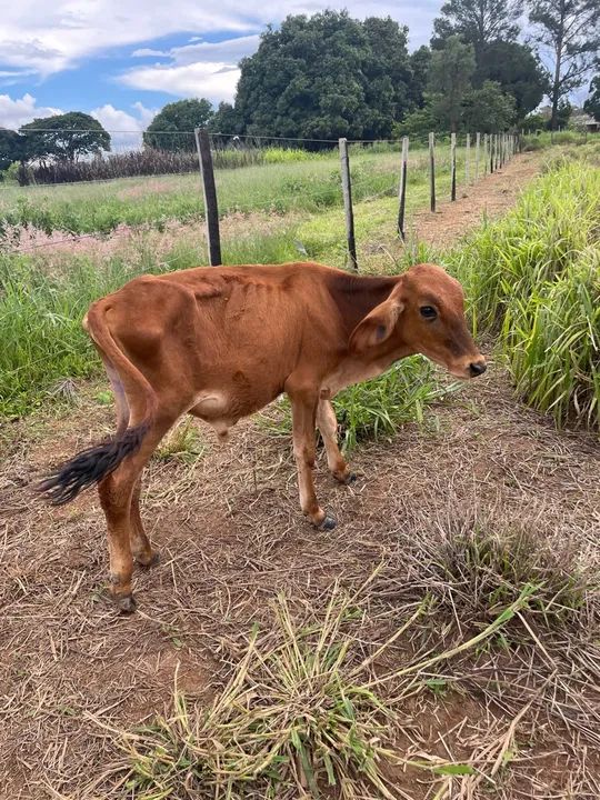 Vendo gado só vendo todos  - Foto 5