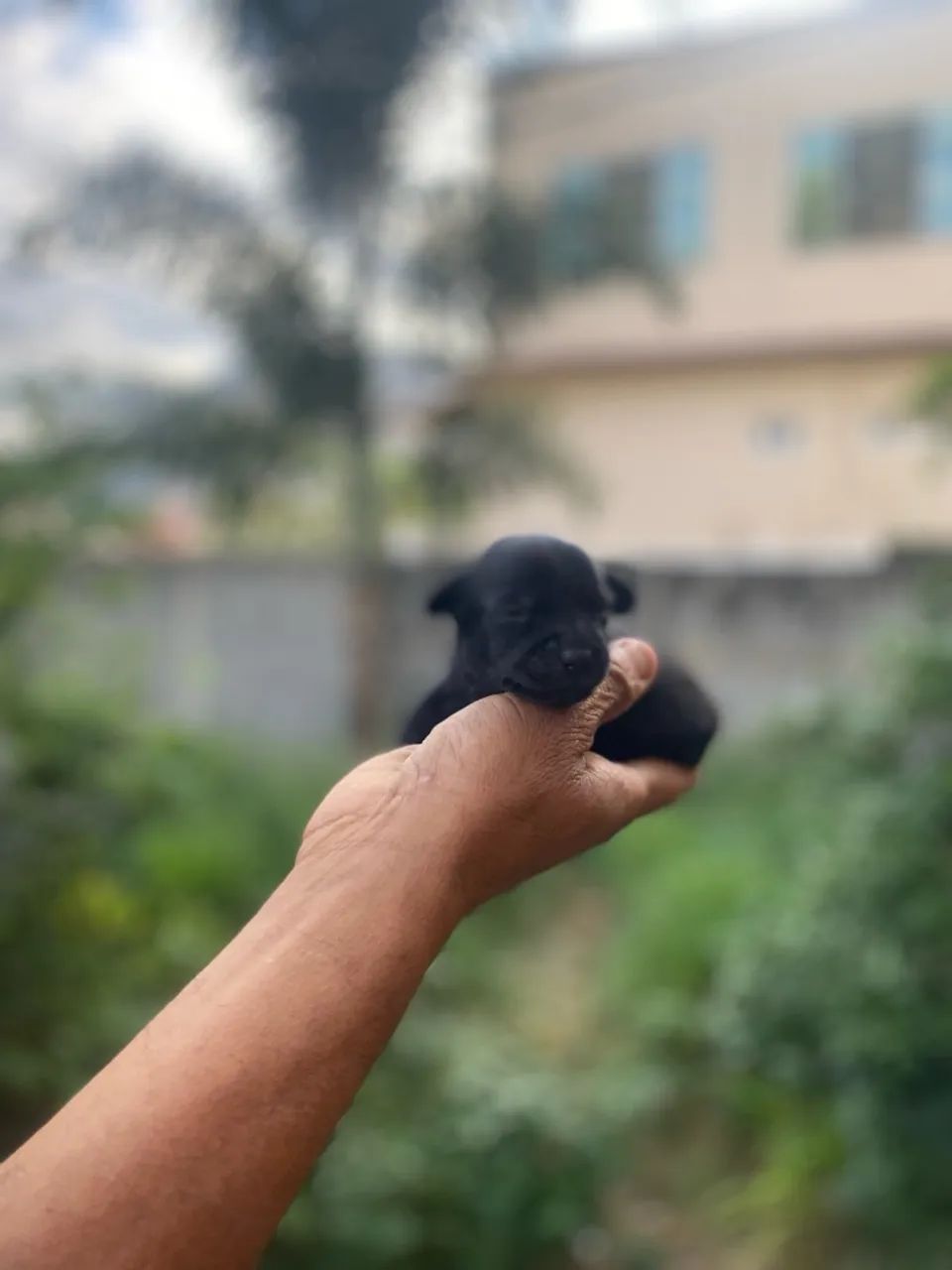 Vendo filhote fêmea de Pinscher zero - Foto 3