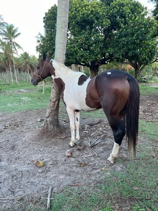 Vendo Cavalo Mangalarga Marchador - Foto 3