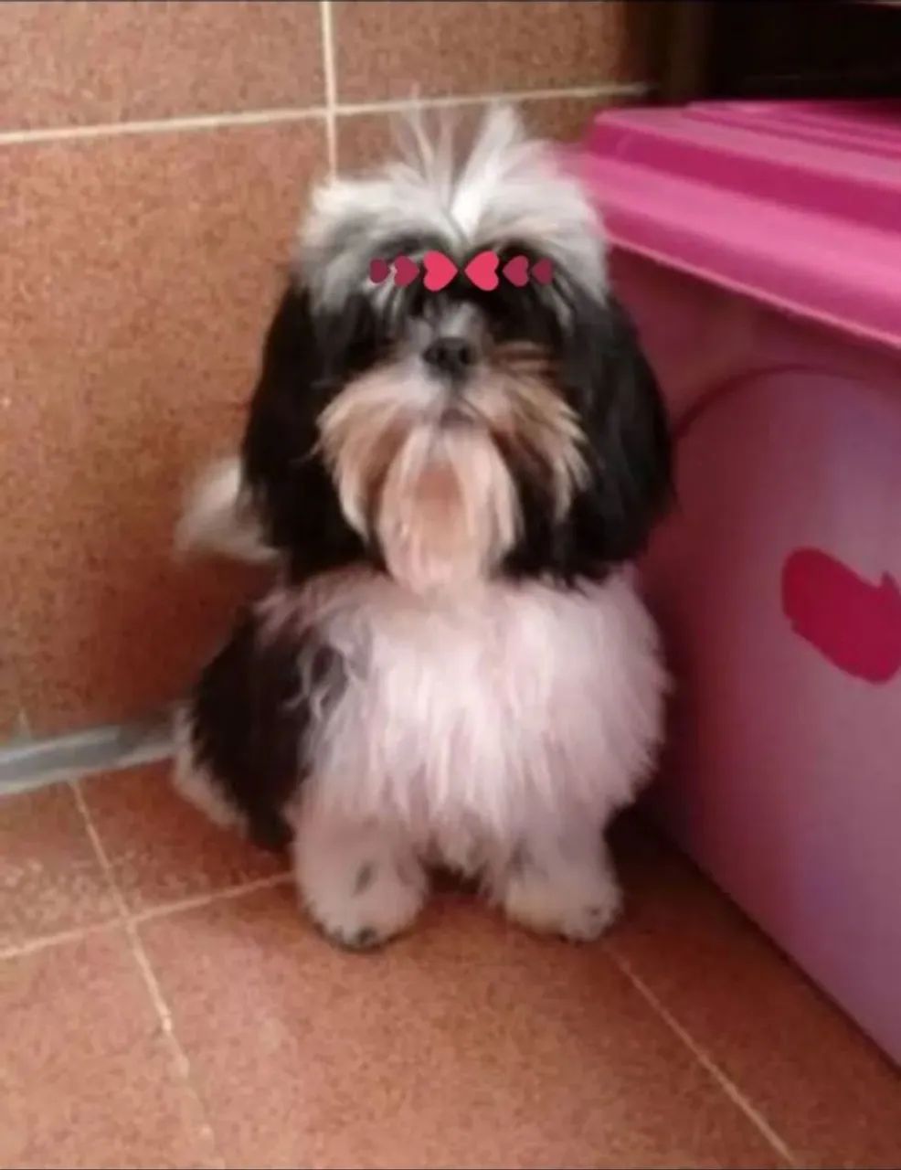 PROMOÇÃO!!! SHIHTZU FÊMEA ADULTA 100%  LEGÍTIMA RAÇA PURA  - Foto 3