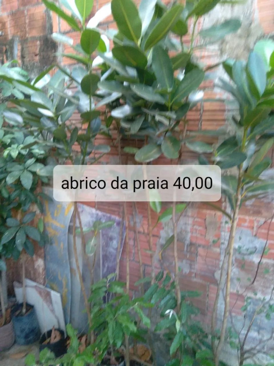 Muda frutíferas 2 - Foto 2