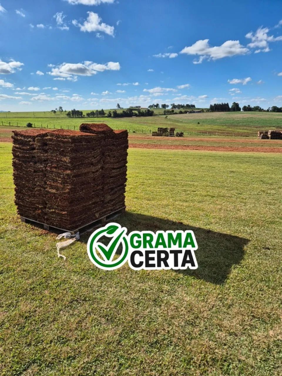 Grama Esmeralda - Foto 5