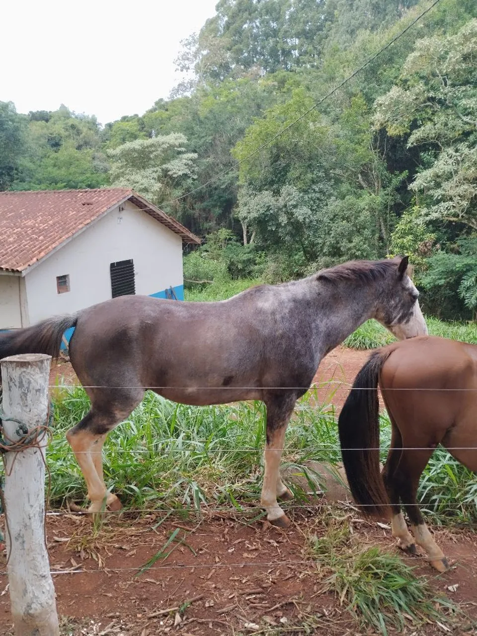 Cavalo bom