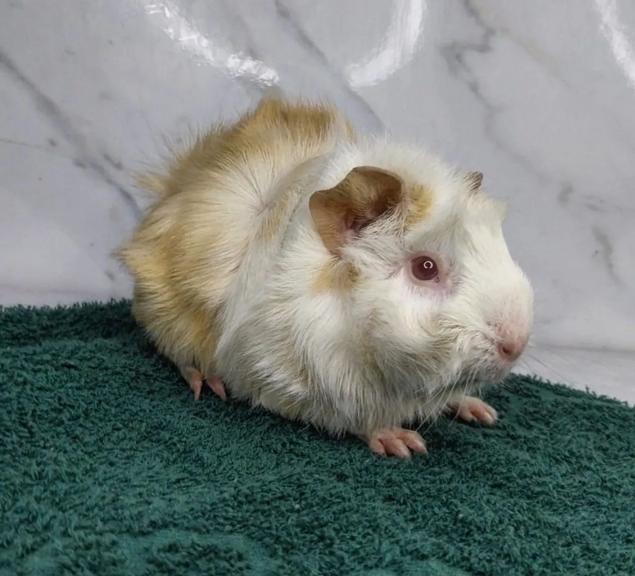 Porquinho abissinio fofo - Foto 3