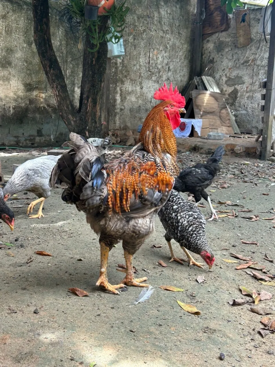 Galo caipira