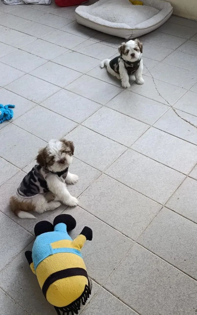 Fofuraaaa macho lhasa trufa chocolate olhos verdes - Foto 4