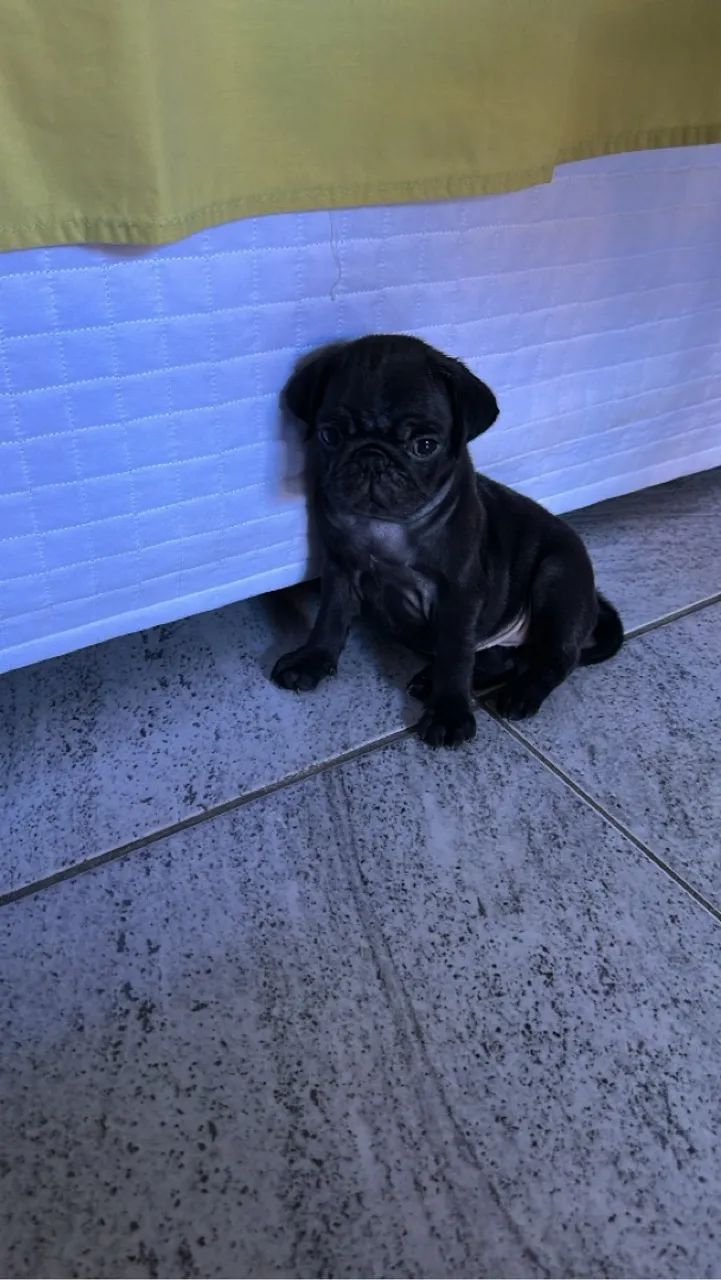 Pug fêmea  - Foto 2