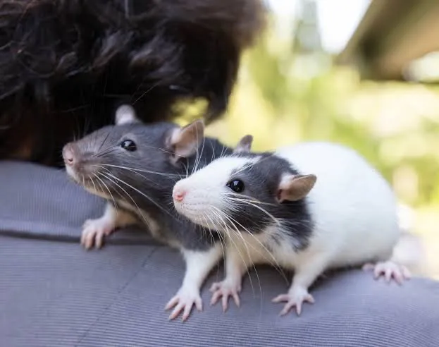 RATO TWISTER/ MERCOL