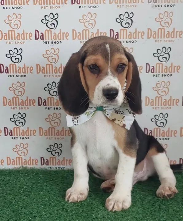  Beagle Filhote no Da.Madre 