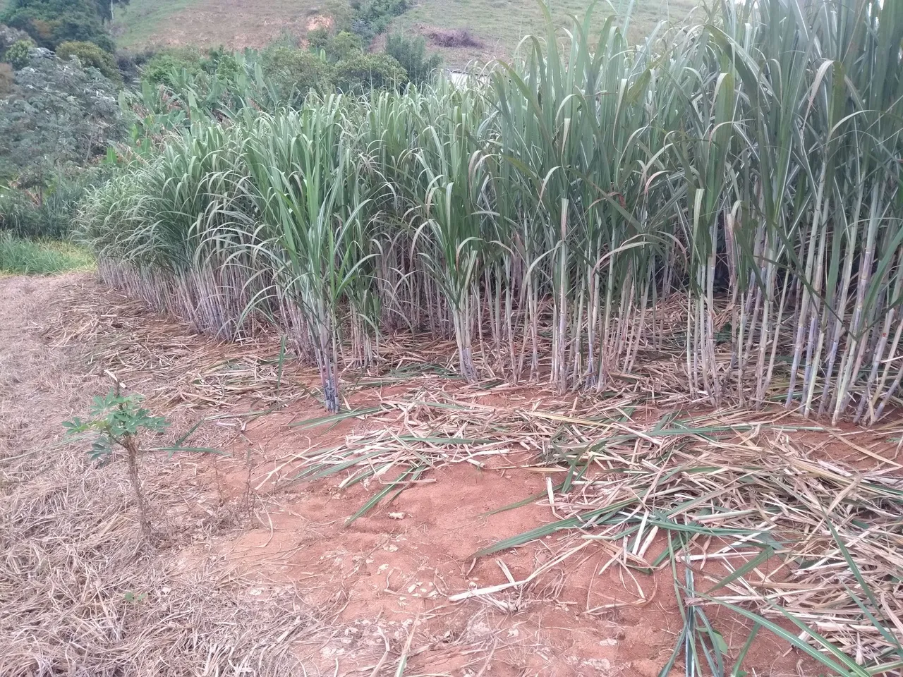 Venda de canavial