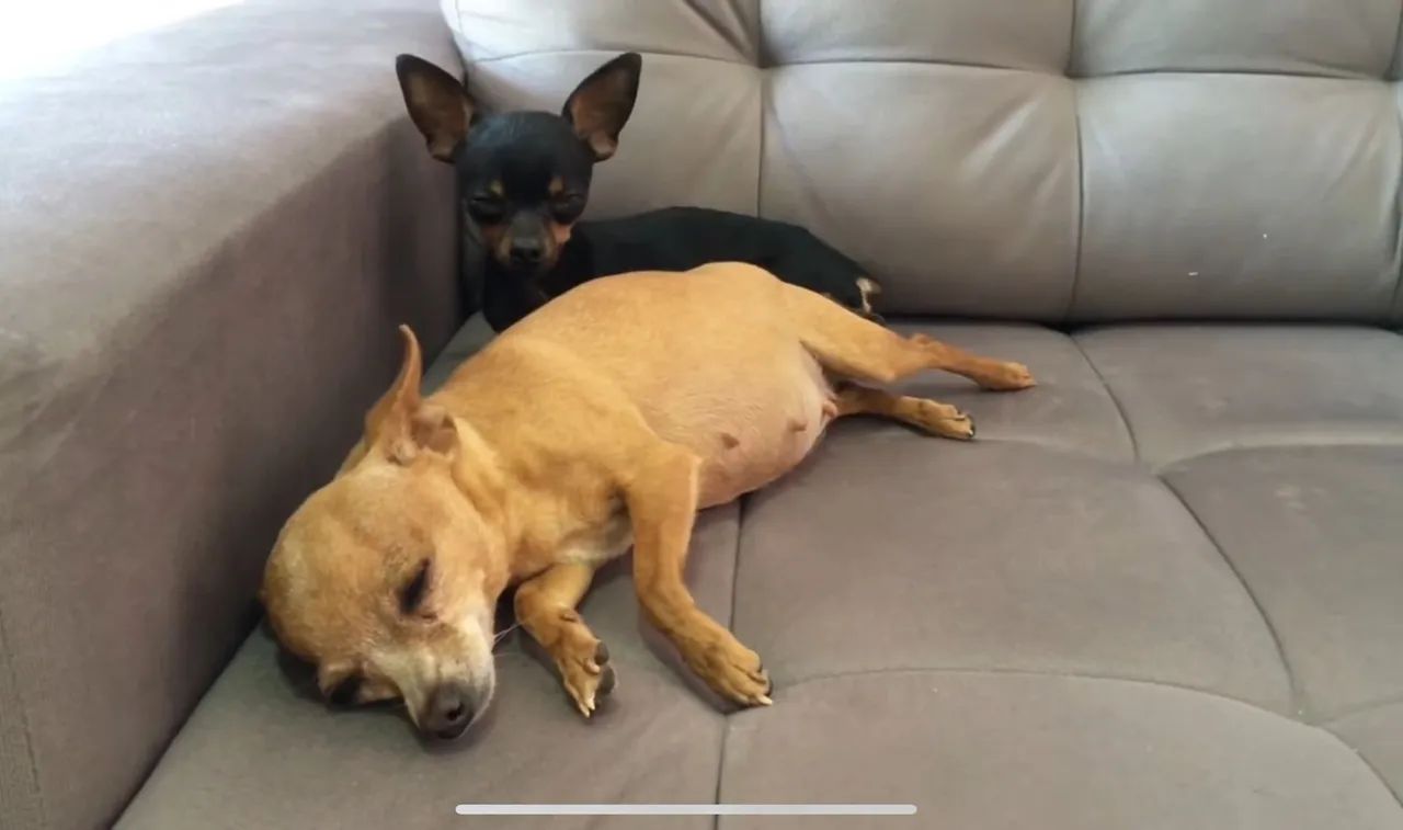 vendo uma  Pinscher 00   está com 02 mês. já vacinada e veemifugada   j