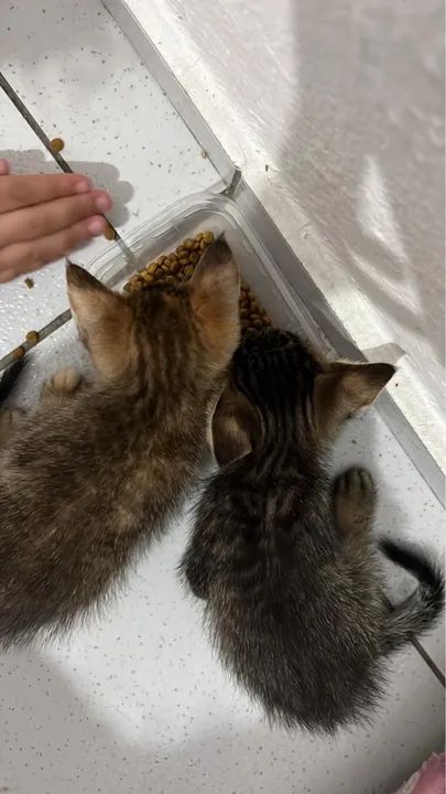 Doação de 2 gatinhos rajados  - Foto 3