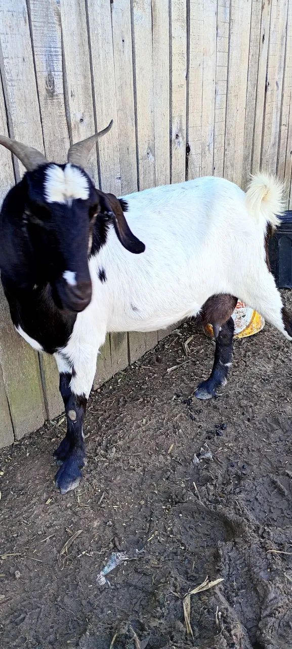 Cabrita a venda - Foto 3