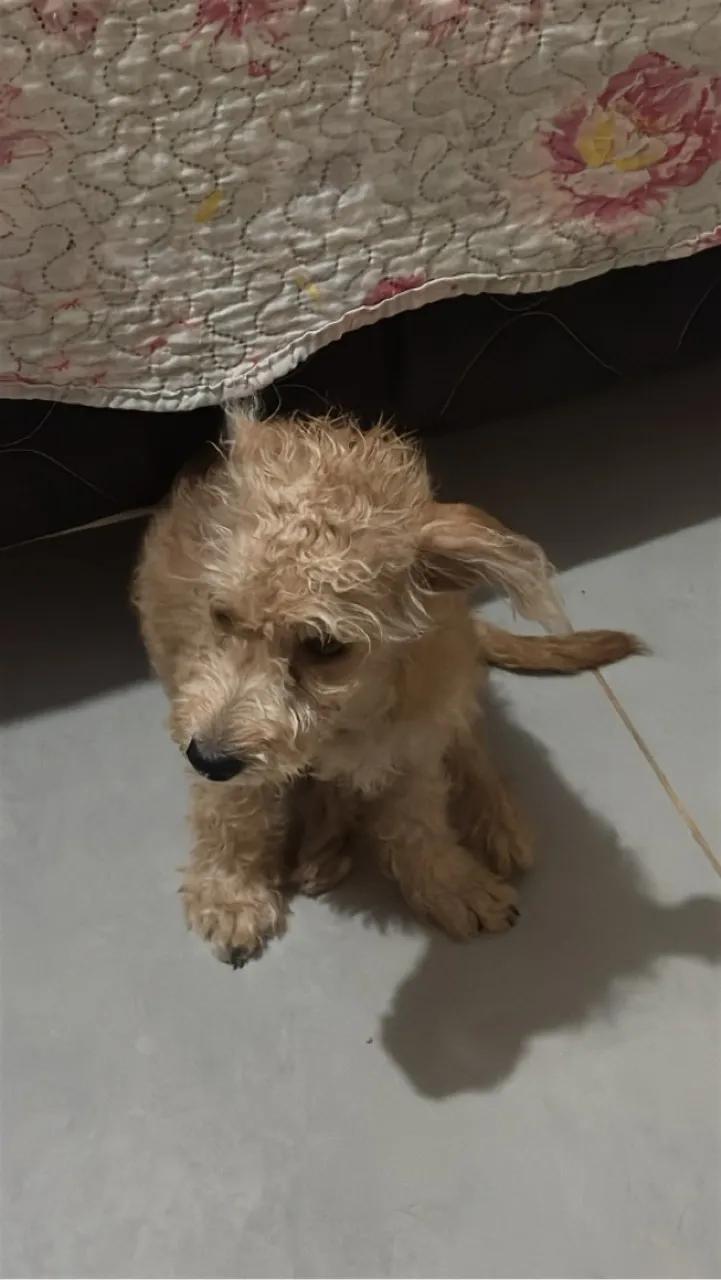 Filhote de Poodle