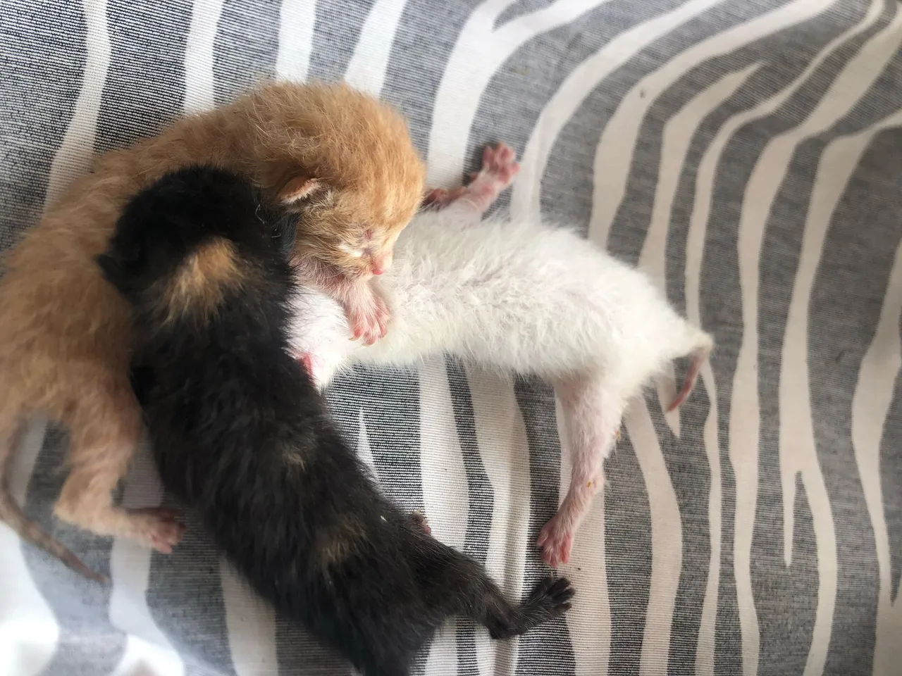 Filhotes de gatos - Lindos e fofinhos!