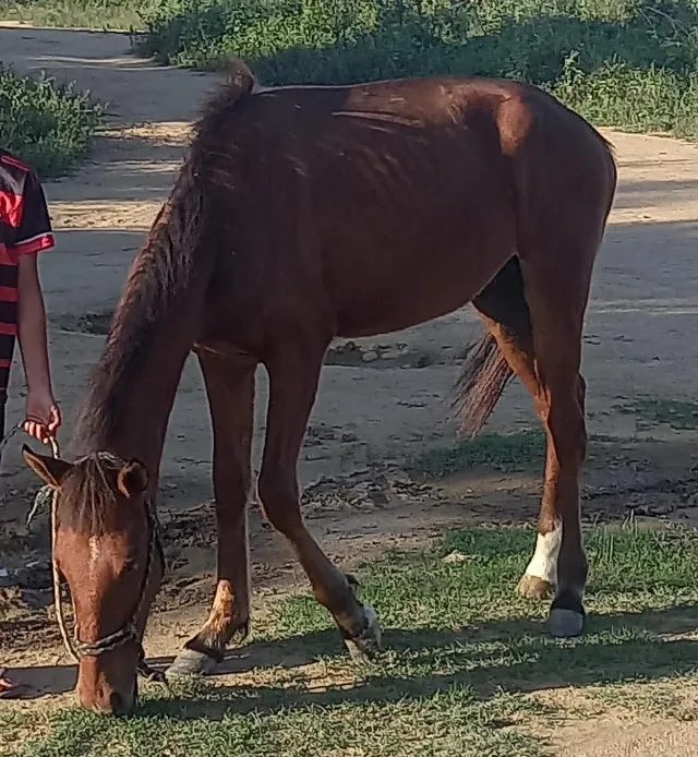 Potro de 1 ano e dois meses, em pleno crescimento.
