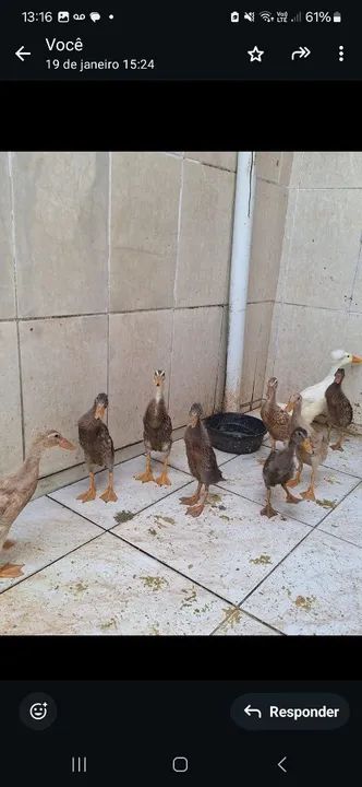 Marrecos Lindos para Criação - Foto 2