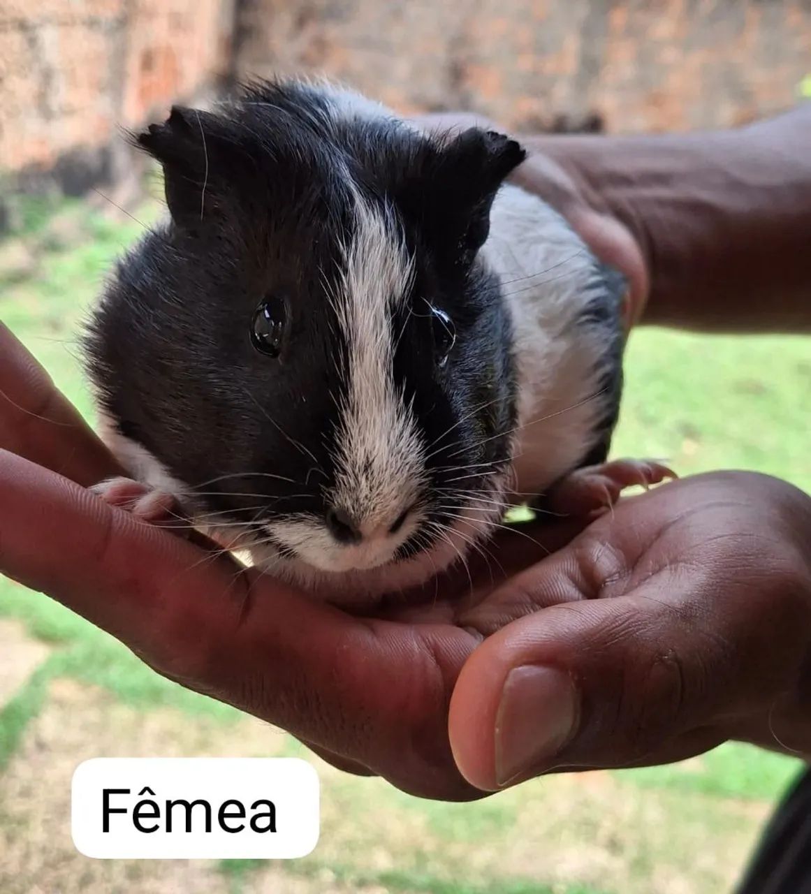 Porquinho da índia - Foto 2