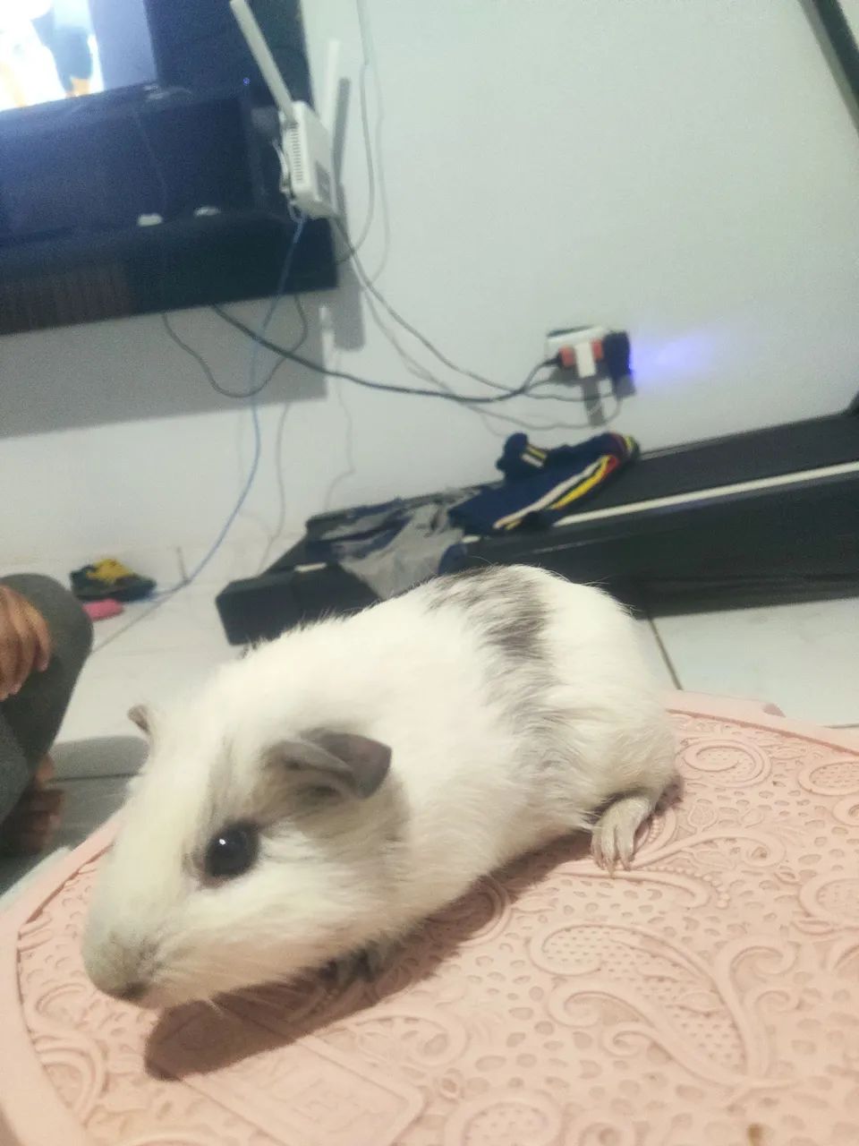 Porquinhos da índia  - Foto 5