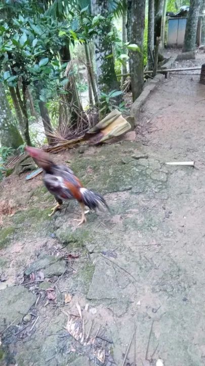 Galo índio puro-  - Foto 3