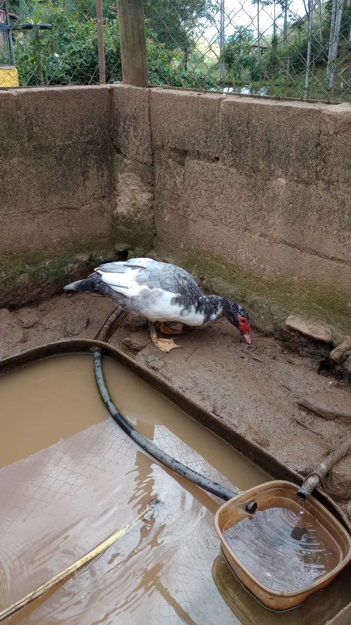 Pato e patas 