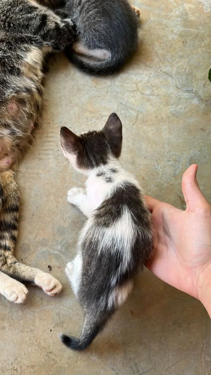 Gato macho - Foto 2