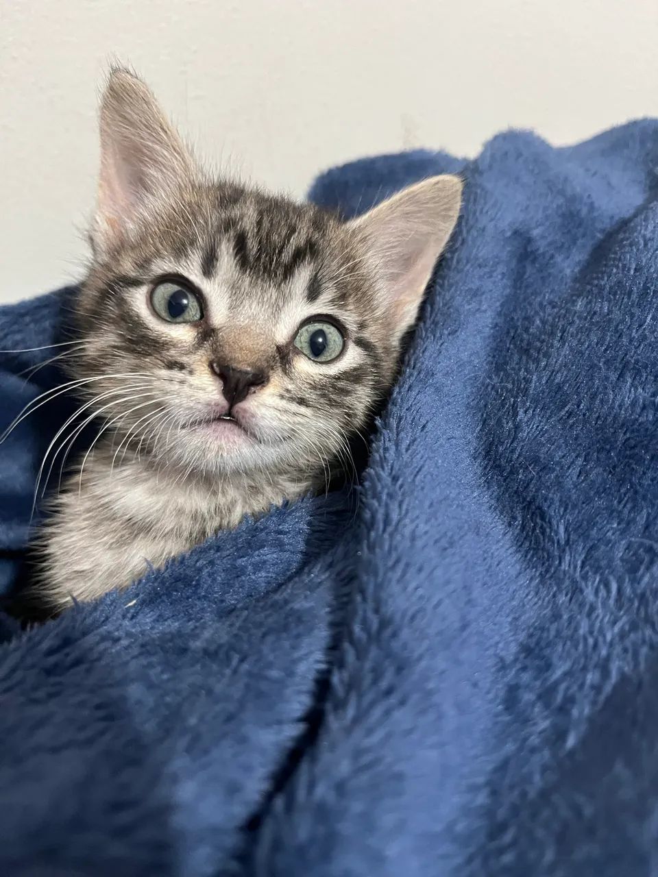 Doação responsável - Foto 3