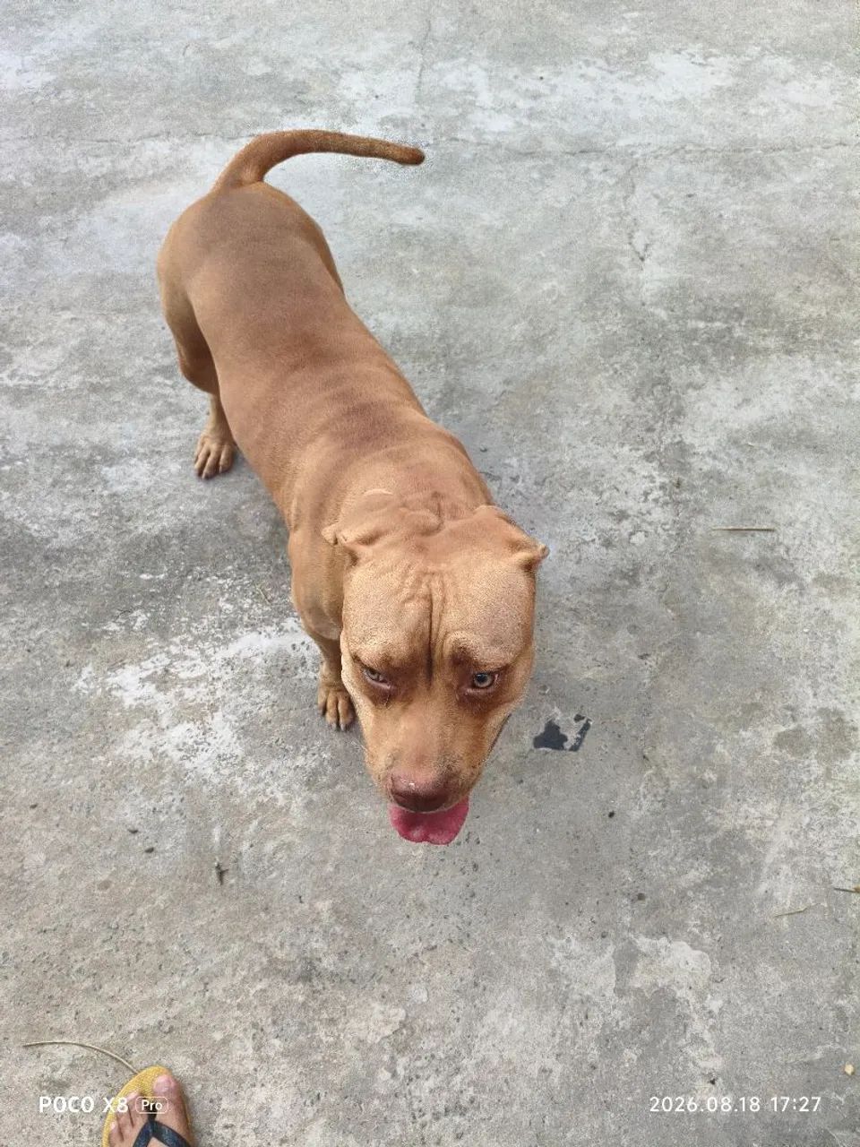Pit Bull para adoção  - Foto 2
