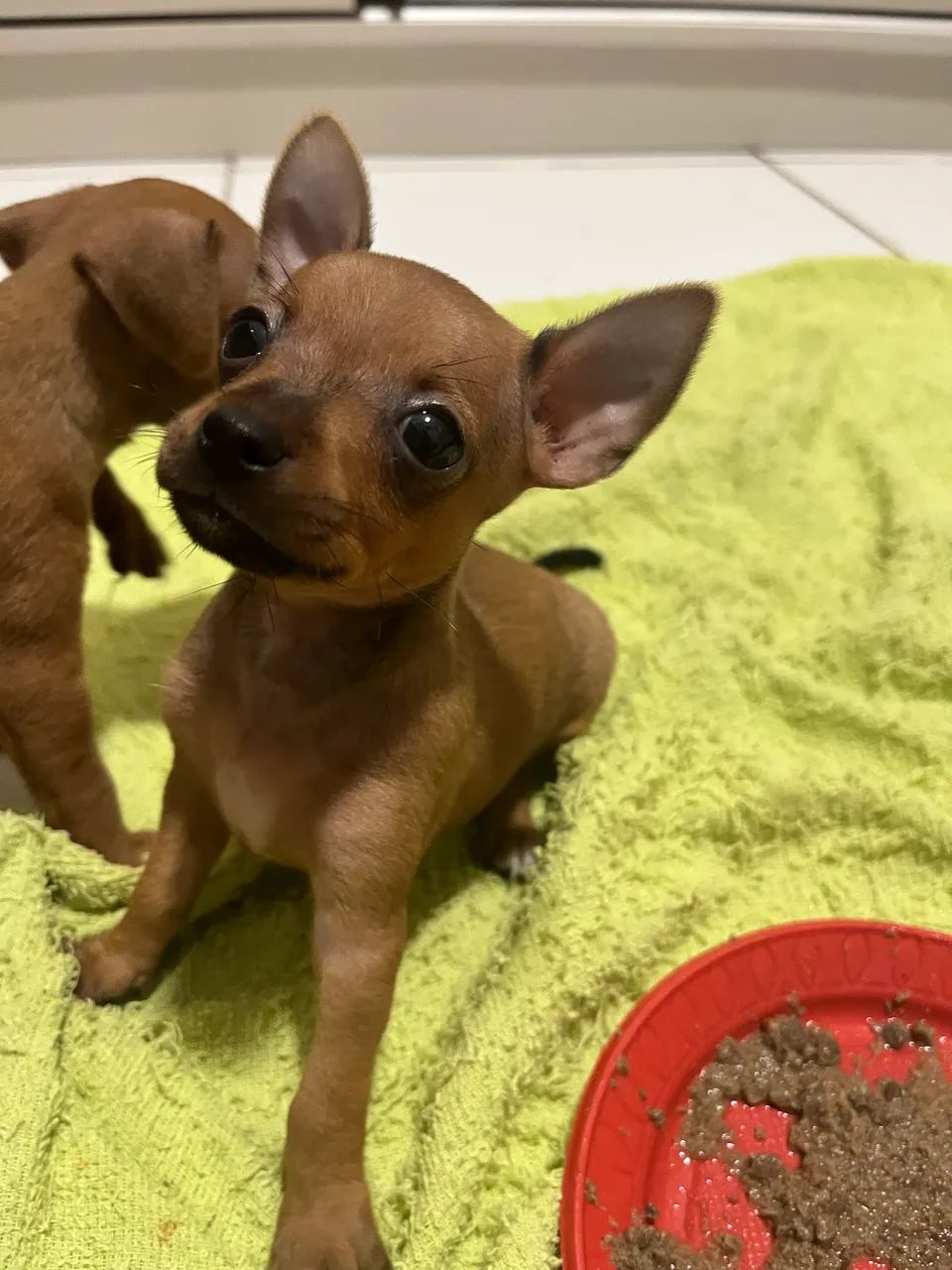 Pinscher macho