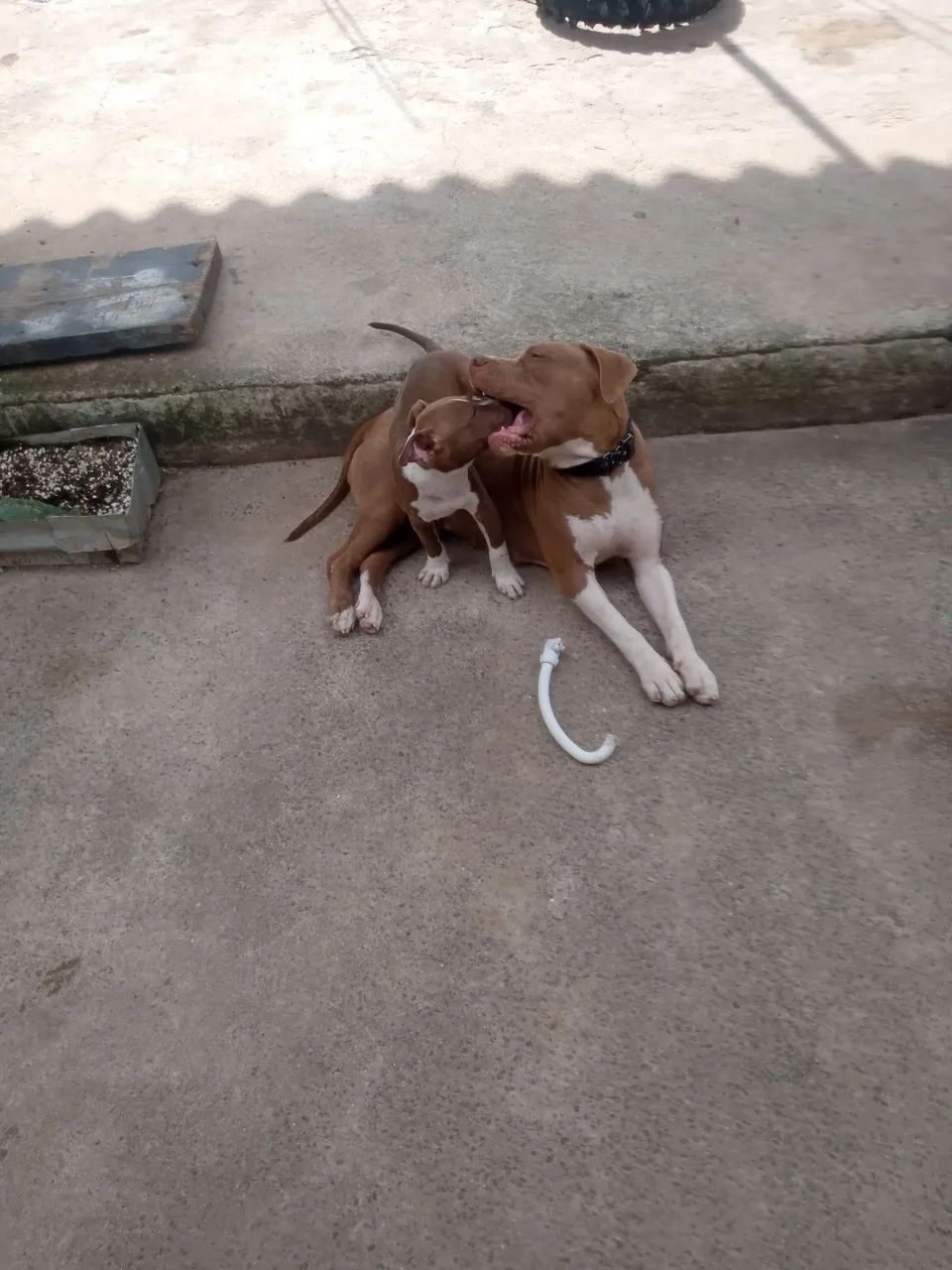 Filhote de Pitbull  - Foto 2