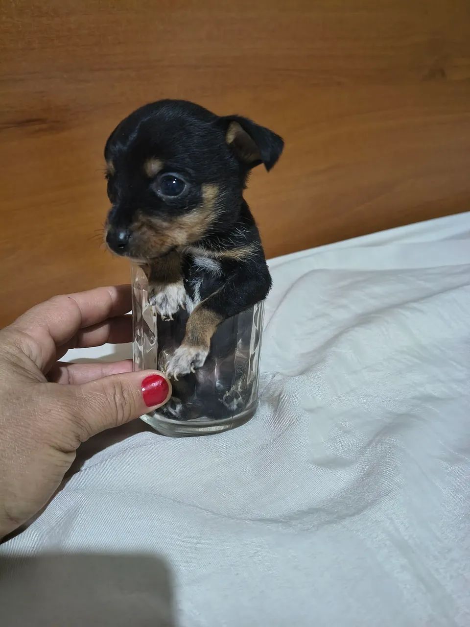 Pinscher  - Foto 3