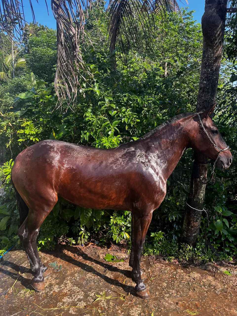Égua 