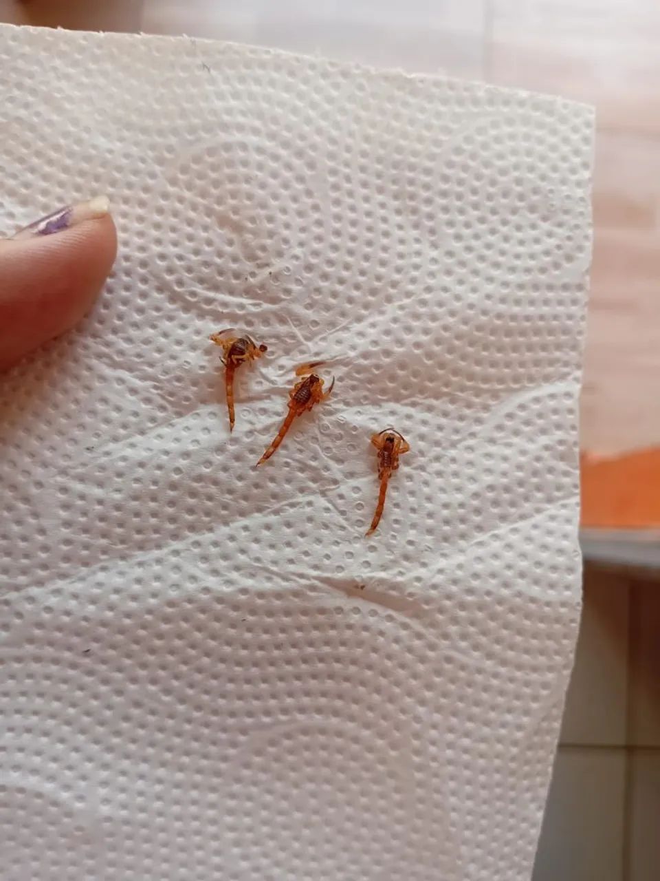 Dedetizacao profissional escorpiões e baratas - Foto 3