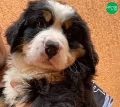 Bernese no coração