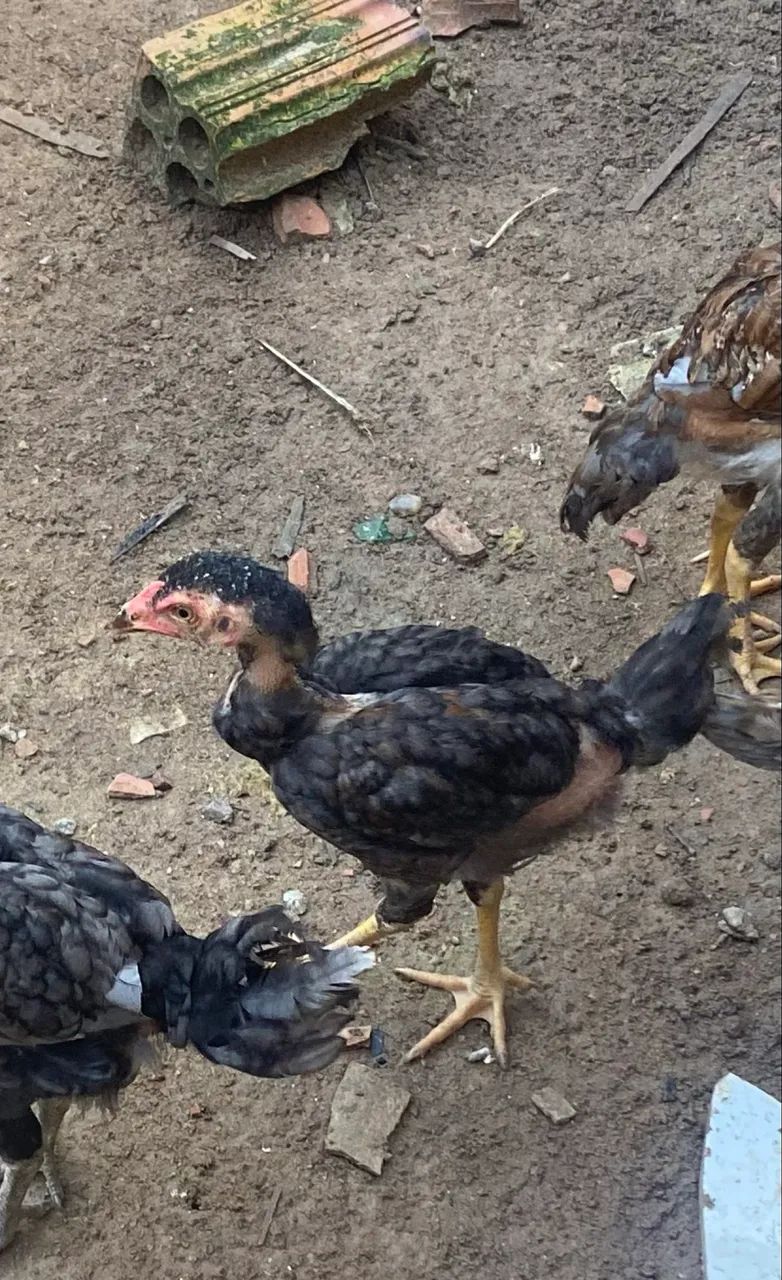 Vende-se pintinhos  - Foto 4