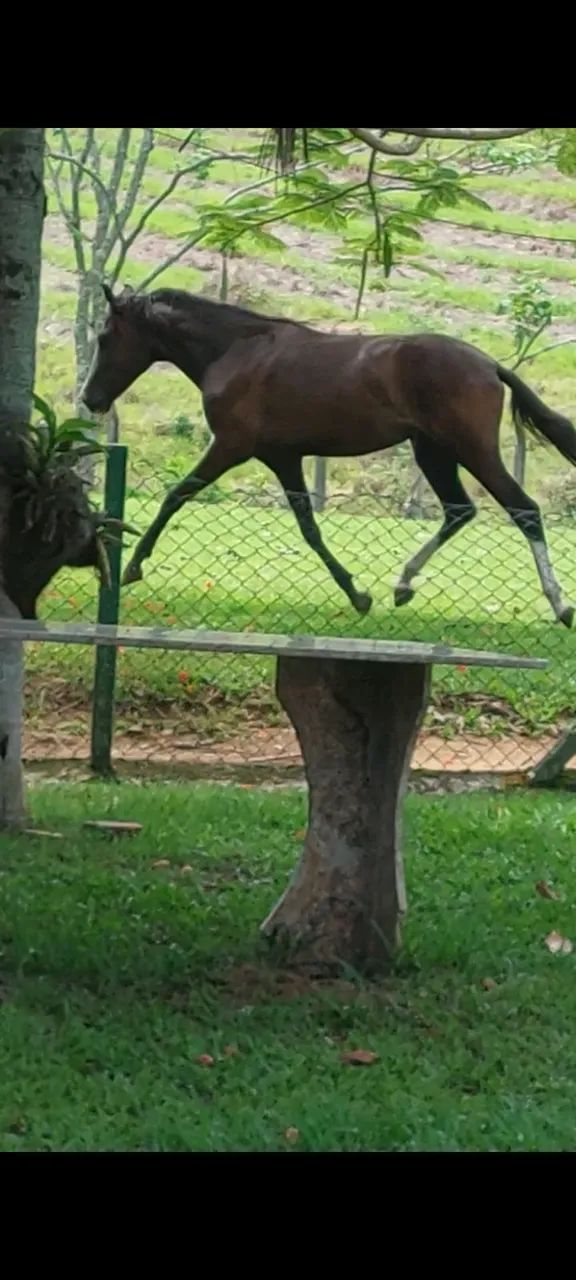 Vende-se uma linda potra ja domada para cavalgar - Foto 2
