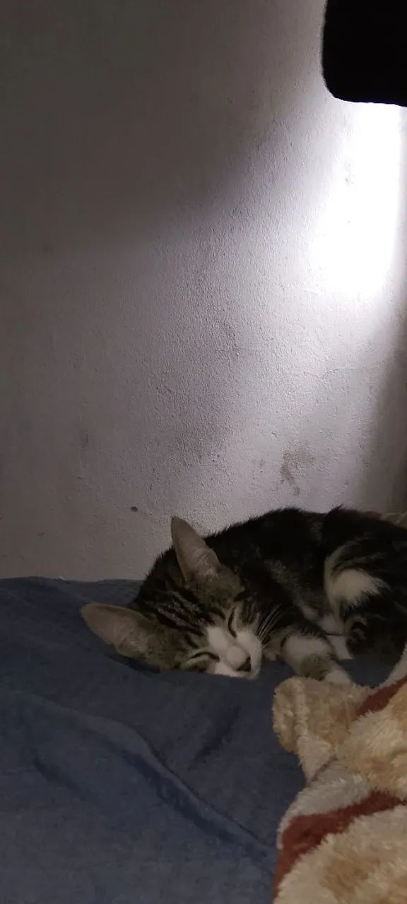  Doação Gato - Foto 3