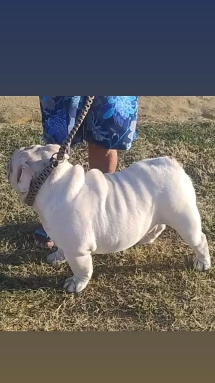 Buldogue  - Foto 2