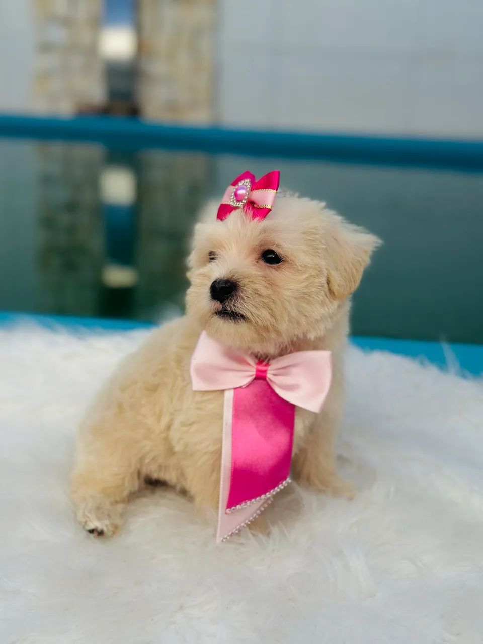 Lhasa apso fêmea 