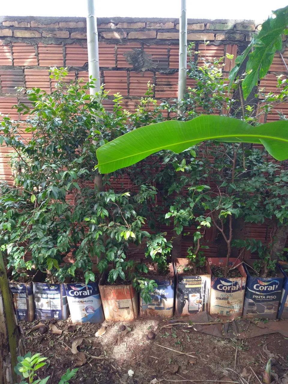 Mudas de jabuticaba - Foto 2