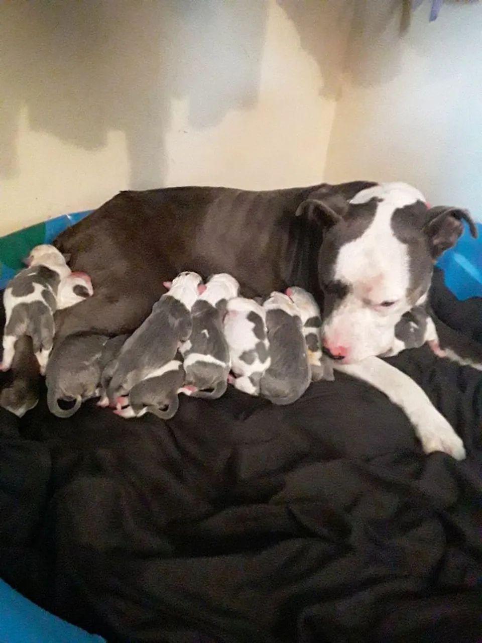 Filhotes Pit bull - Foto 3