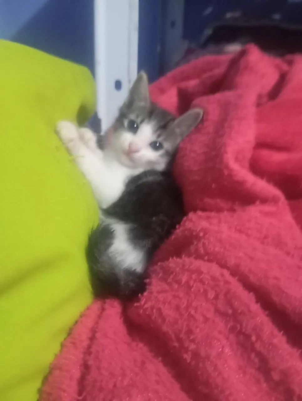 Gato macho para adoção  - Foto 4