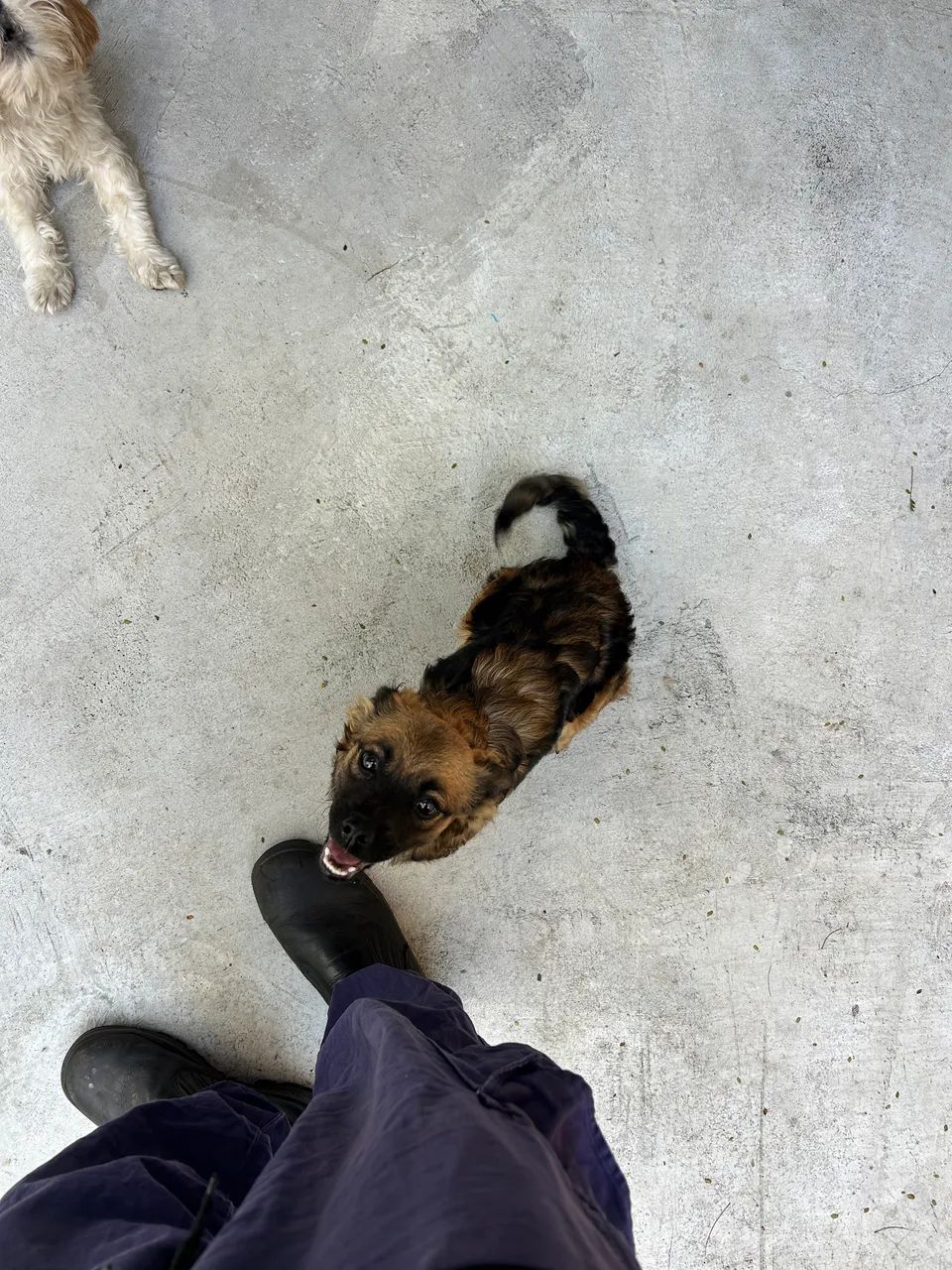 Cachorra pra doação  - Foto 3